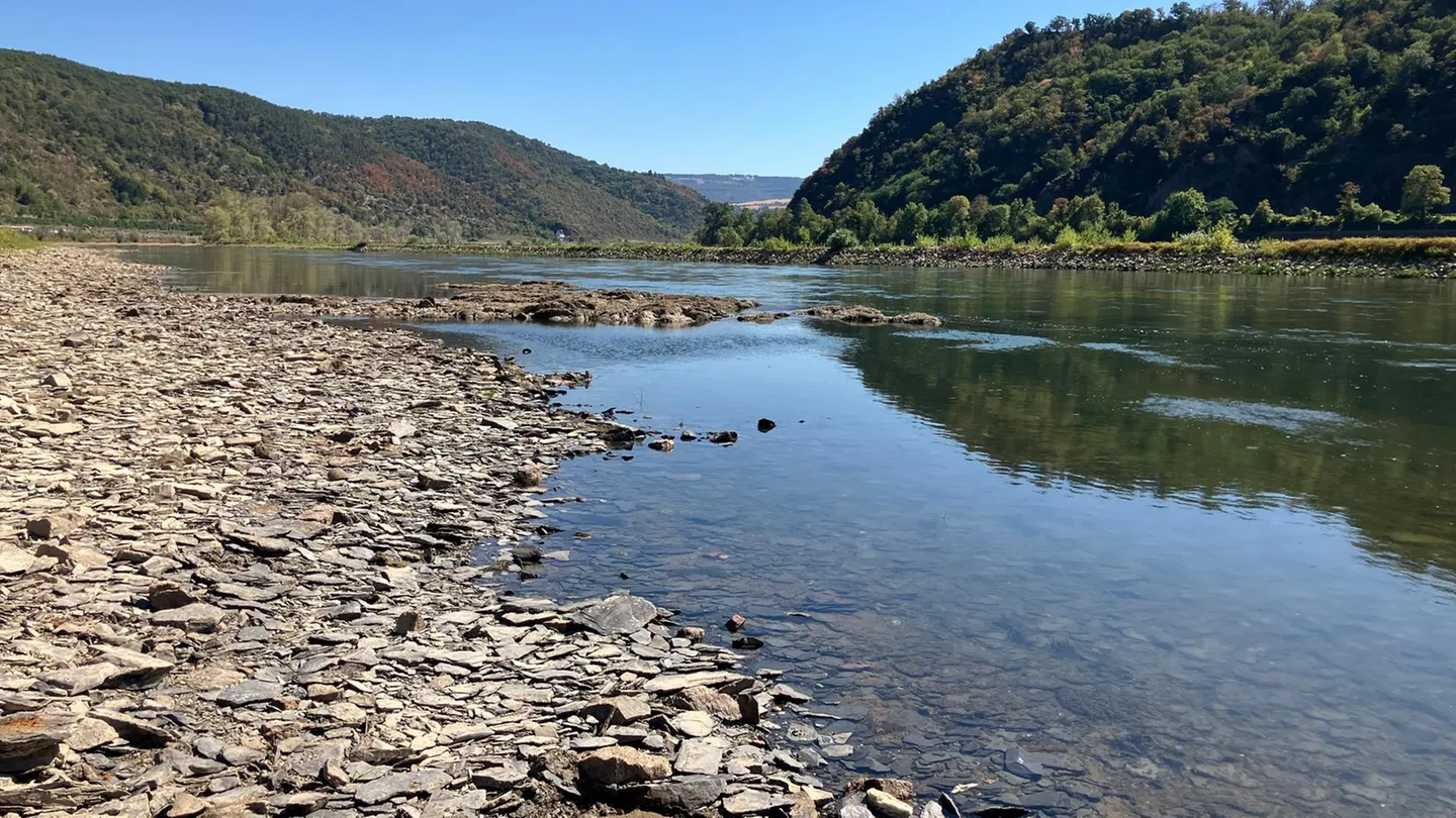 Niedrigwasser am Rhein: Der Fluss ist nur noch ein Rinnsal – die Folgen werden überall spürbar