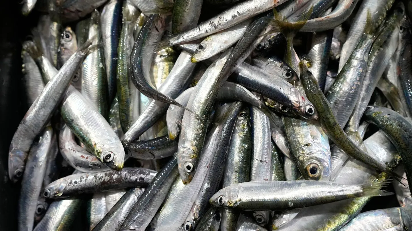 Sardinen werden in deutschen Märkten knapp – Gründe liegen vor allem in Nordafrika